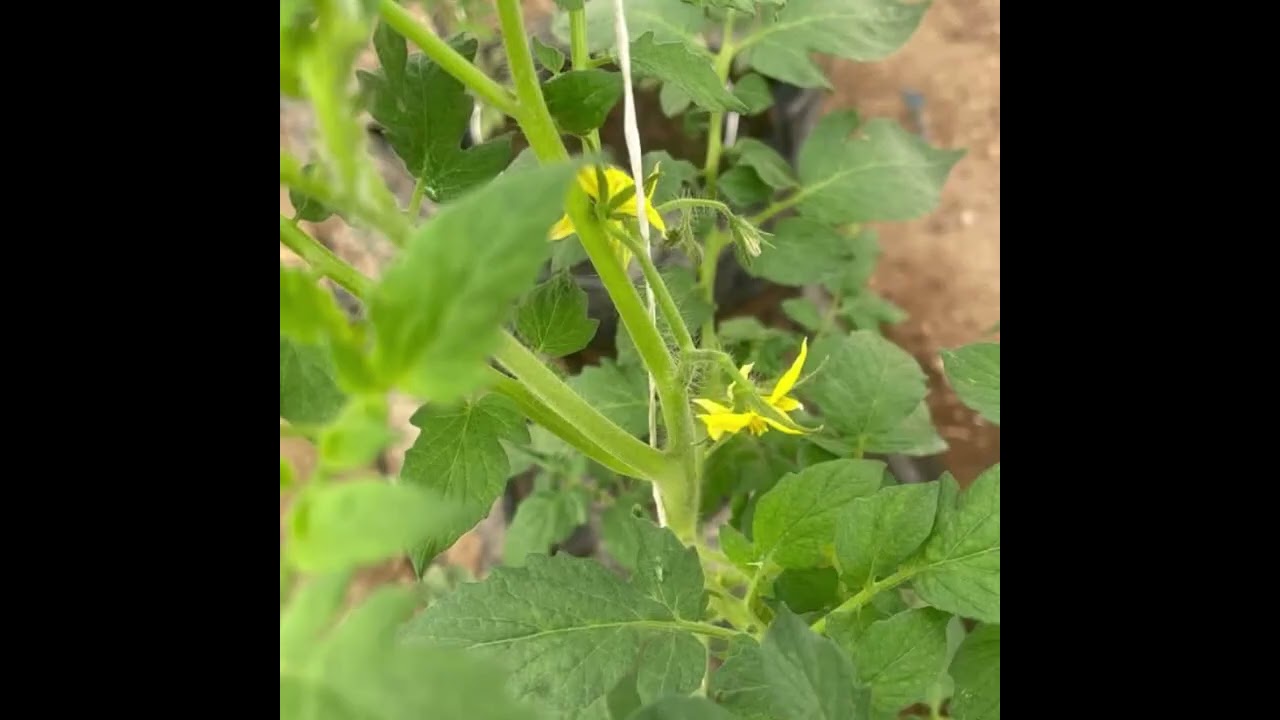 የቲማቲም እርሻዎች አረንጓዴ ሆነው የሚታዩት ግን ፍሬ የማያፈሩት ለምንድን ነው?/ Why tomato farms look green but give no fruits?