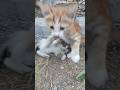 cats #cats #kediler #kedi #cat #shorts #viralvideo #animals #funnycats #funny