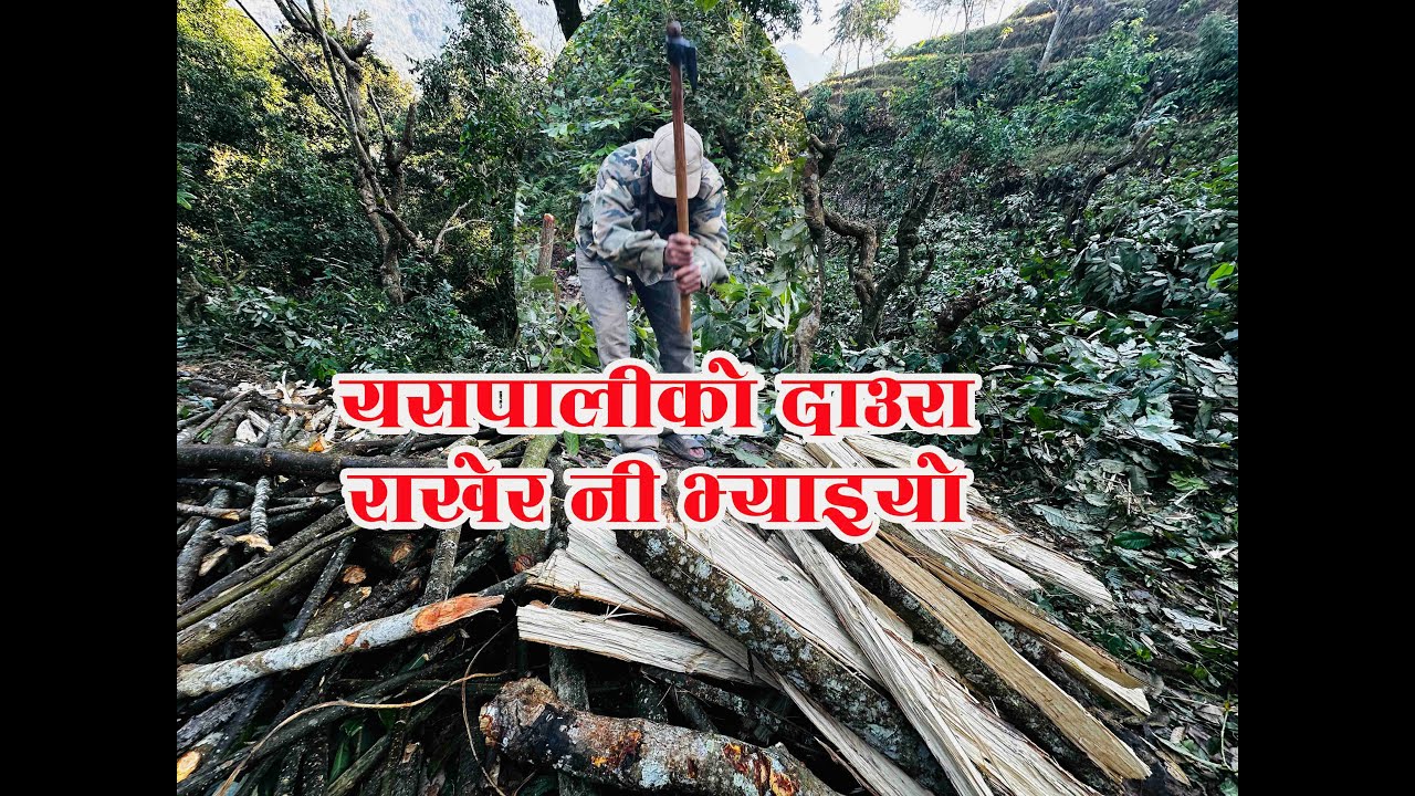 दाउरा खुल्या बेला दाउरा राख्नपर्छ।माैसममा दाउरा राख्न छुट्टै मजा/Daura Rakhdai/Fal Thapa Photography