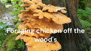 chicken off the wood's foraging with the dogs