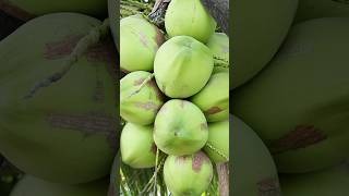 Coconut Harvest & Coconut Cutting Skill - Furit Cutting Skill