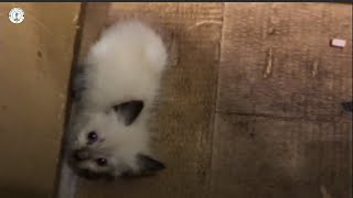 Orphaned kitten Crying loudly to beg for help, she can't believe what human did for him