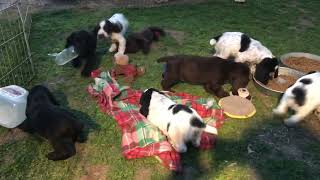 Rose x Blue puppies 8 weeks by Linda Osborn 196 views 1 year ago 3 minutes, 56 seconds