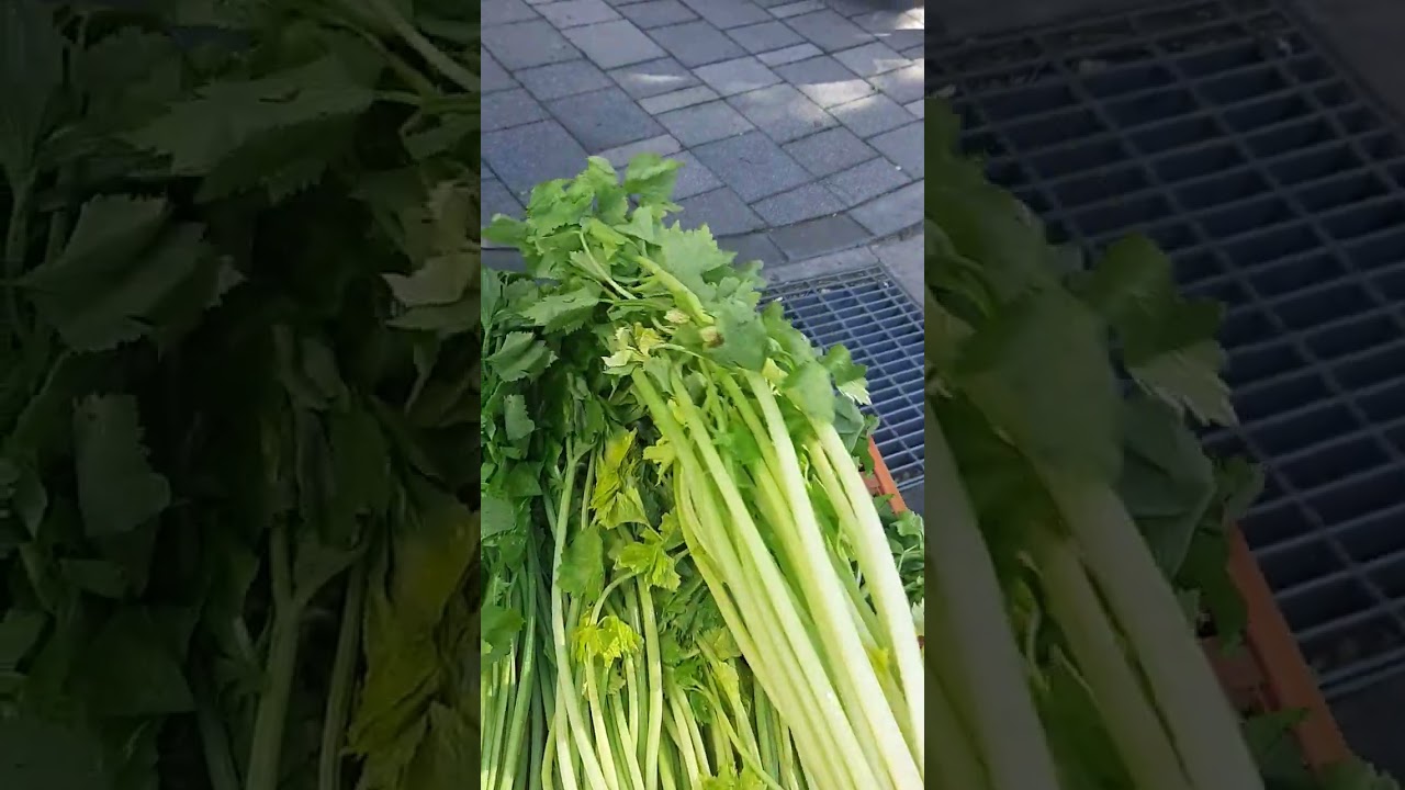 Buying Fresh Vegetables Celery 
