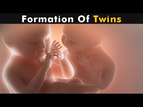 जुळी मुले कशी तयार होतात? | बंधु जुळे आणि एकसारखे जुळे (उर्दू/हिंदी)