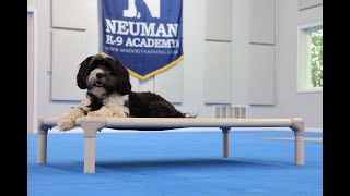 Isa (Tibetan Terrier) Boot Camp Dog Training Video Demonstration