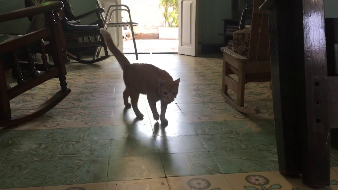 My cat likes to play fetch YouTube