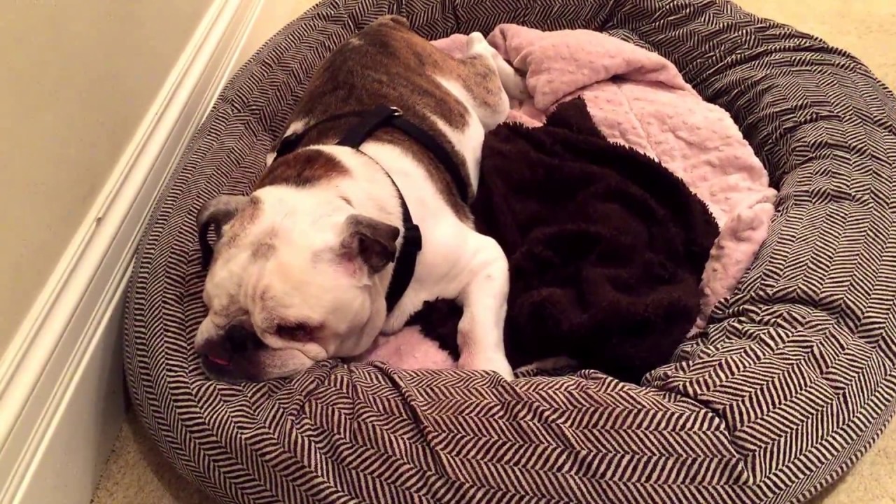 Close up of English Bulldog coat, Brindle pattern