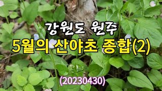 #5월의 산야초 종합(2)원주편20230430