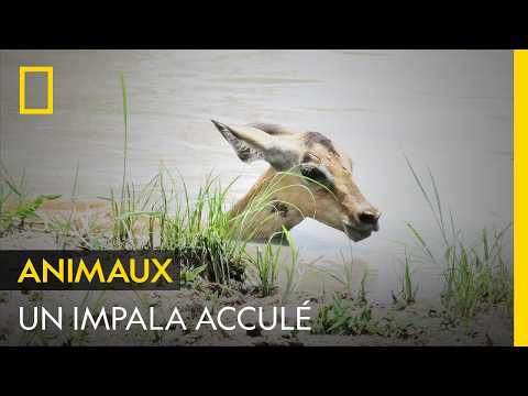 Cet impala est pris dans la gueule d'un crocodile, ce qui profite à un autre prédateur