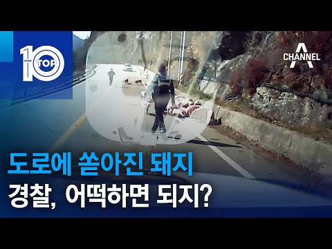 도로에 쏟아진 <strong>돼지</strong>…경찰, 어떡하면 <strong>되지</strong>? | 뉴스TOP 10