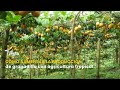 Cómo aumentar la producción de granadilla con agricultura tropical- TvAgro por Juan Gonzalo Angel