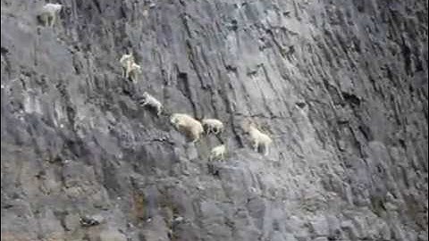 Mountain Goats Coastal British Columbia