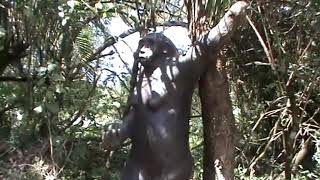 Sculptural Representation Evolution of Man - according to Anthroploogy