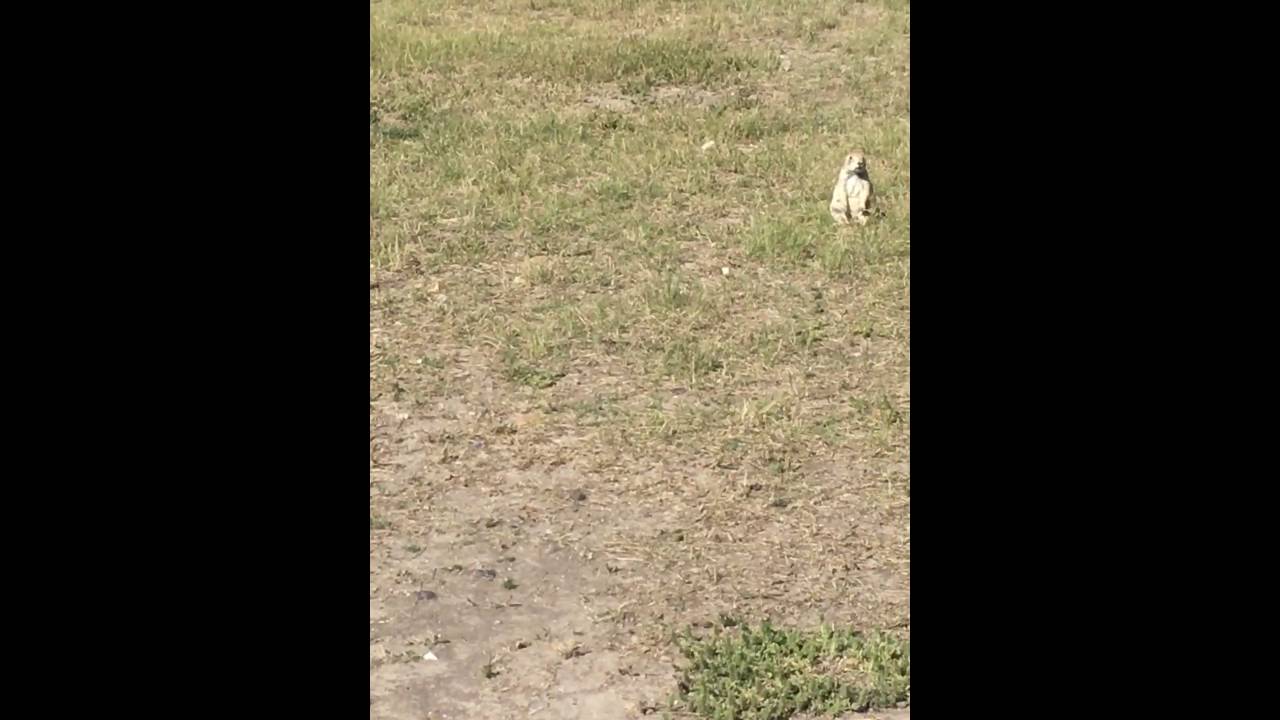 Prairie dog village - Badlands, SD