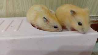 Hamster Paling IMUD/KERDIL Winter White Golden