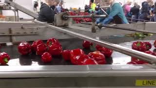 Bell Pepper Grading