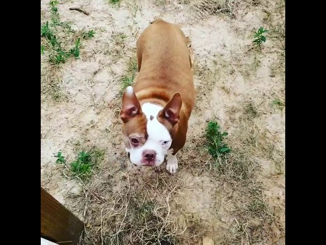 Mini pitbull chupacabra fight ! Monster mastiff referee, xoloitzcuintle, dogue de Bordeaux, boston