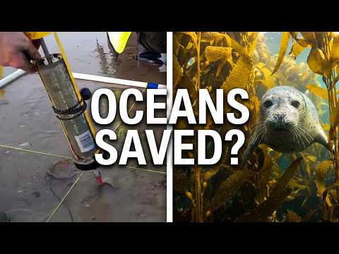 World Oceans Day: We're Finally Saving the Ocean's Hidden Habitats