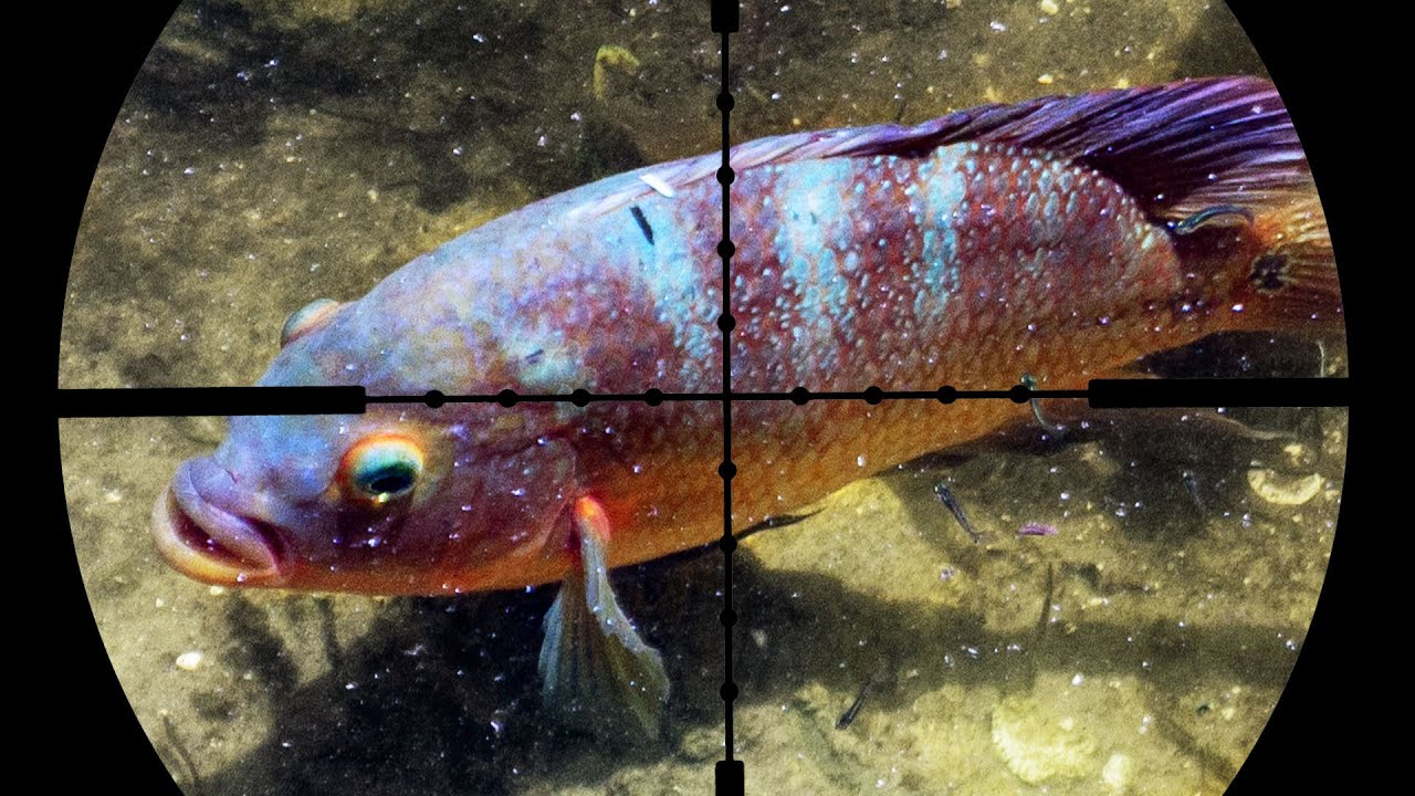 Airgun Fishing YouTube