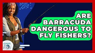Are Barracuda Dangerous To Fly Fishers? - Chasing Big Fish