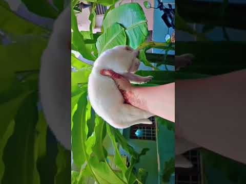 #music #explore #labrador #emotions #trending #dogshorts #funny #entertainment #doglove #petlover