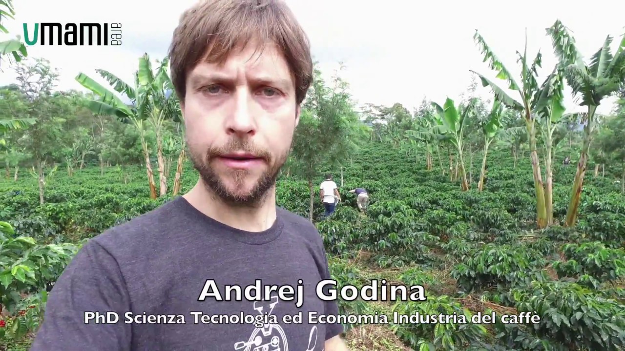 Andrej Godina - La piantagione di caffè a Las Capucas in Honduras