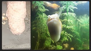 تابع عملية وضع البيض عند الحلزون المائي في حوض سمك الزينة How does an aquatic snail bleach