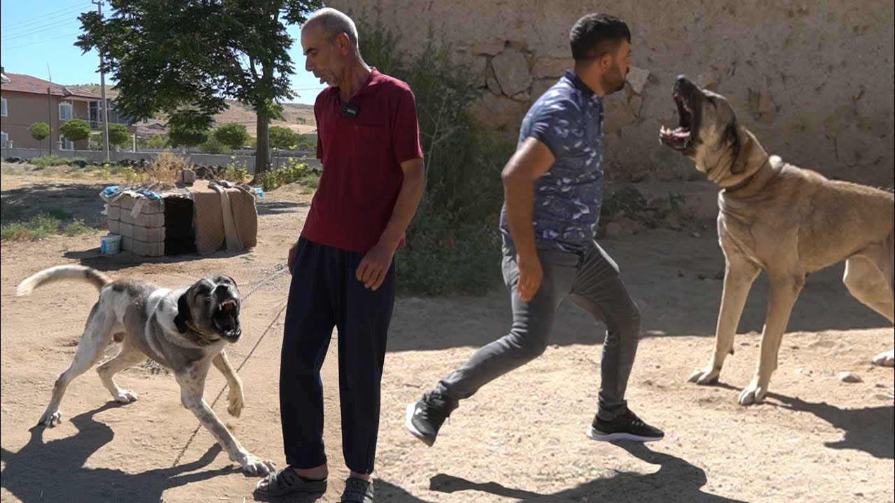 BU KÖPEKLER KUDURMUŞ HEPSİ SALDIRGAN YAVRULAR BİLE ADAMCI SERT VİDEO ÇEKMEKTE ZORLANDIK !MALAKLI DOG