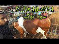 Malir mandi cattle rates updatepart 2cow mandi update 