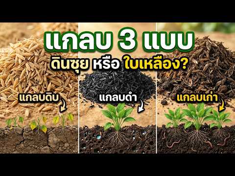 ภาพปกวิดีโอ: แกลบดิบ แกลบดำ แกลบเก่า ต่างกันอย่างไร อันไหนทำดินซุย อันไหนทำใบเหลือง