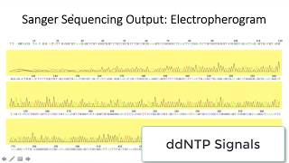 Tutorial: Trimming Sanger Sequences