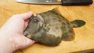 カワハギのさばき方と刺身の作り方（肝醤油）　filefish sashimi