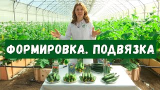 видео: Проверенный способ посадки огурцов. Как правильно формировать огурцы. Подвязка огурцов. картинка: Проверенный способ посадки огурцов. Как правильно формировать огурцы. Подвязка огурцов.