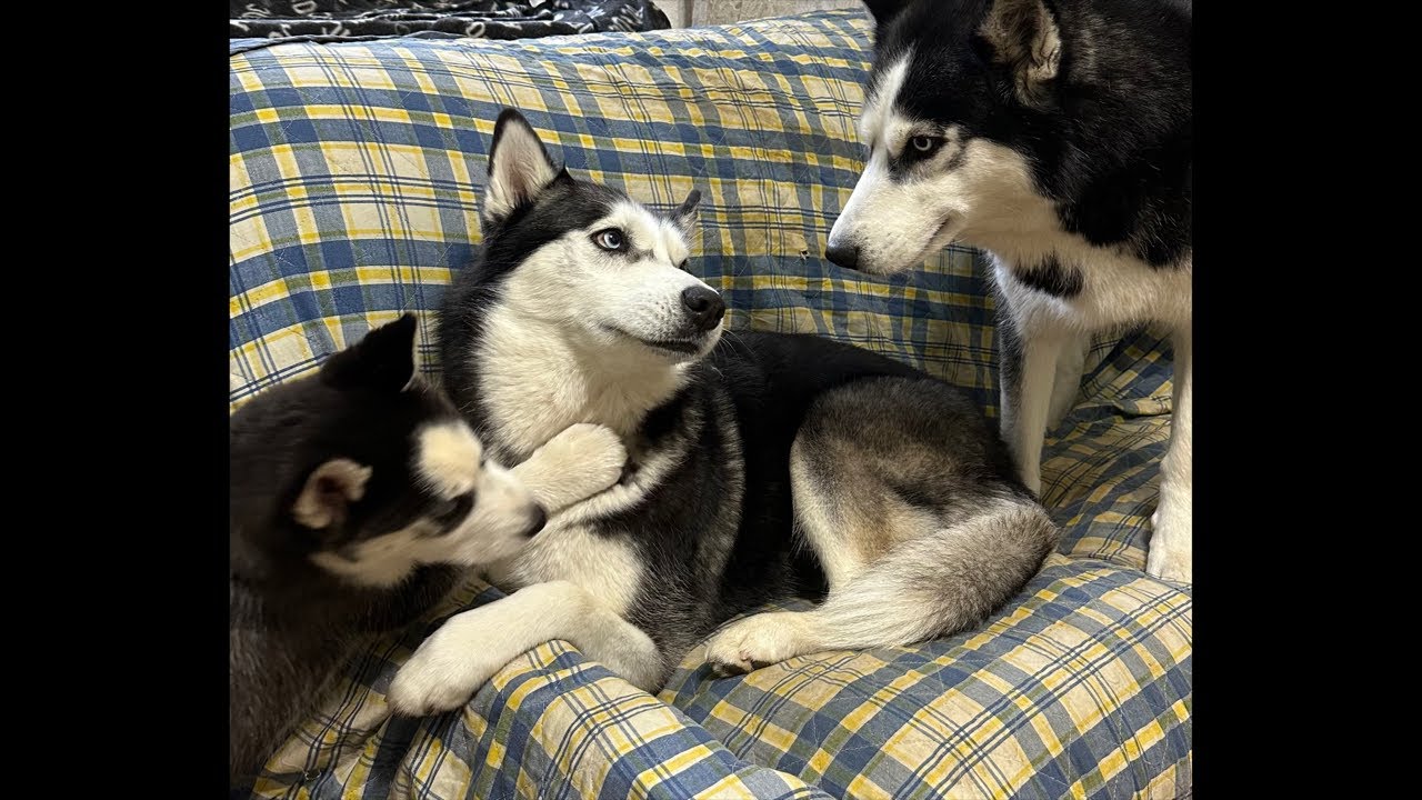 ¡Max The Husky está emitiendo en directo! - YouTube