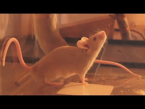 Video: How To Determine Gender In Mice