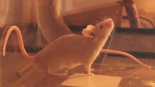 Whats up with Sandy? - determining gender in mice is not always easy