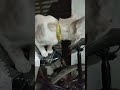 kucing 22 Oktober 2025