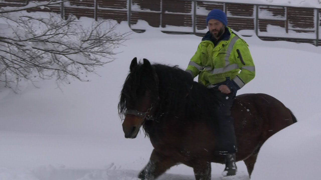 - SERGEJ NAMIRUJE KONJE U EXTREMNO TEŠKIM ZIMSKIM USLOVIMA
