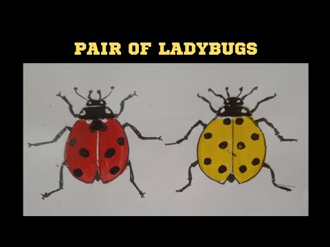 How To Draw A Pair Of Ladybugs # Easy Drawing Of Lady Beetles ...