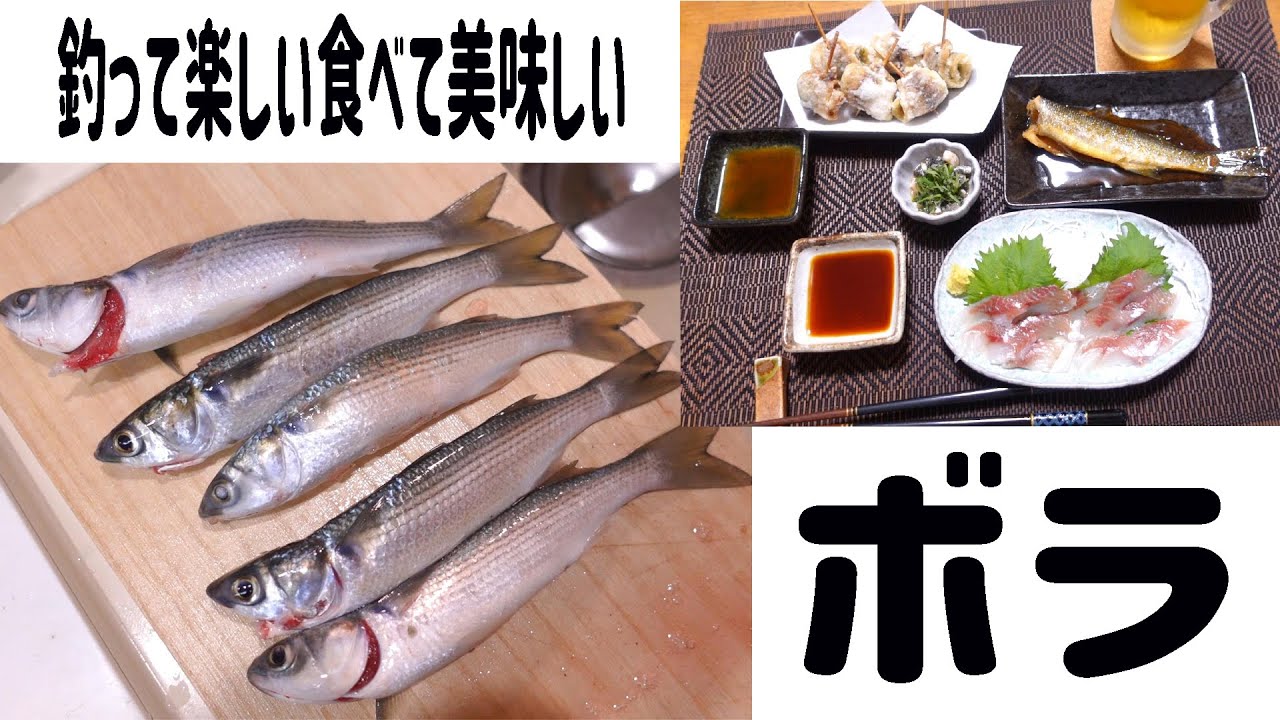 今年もきましたこの季節！簡単に釣れて引きも楽しい食べても美味しいボラ釣り！