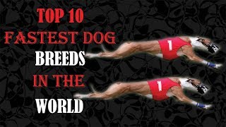 Top 10 Fastest Dog Breeds In The World by Dog Lover planet 23 views 6 years ago 4 minutes, 54 seconds