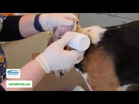 Видео: Очистка ушей и глаз: практическое руководство для щенков (и собак)