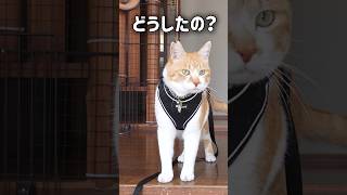 急に立ち止まる猫武将 #元野良猫チャチャ #猫武将 #猫侍 #ねこさんぽ #猫 #cat #ねこ #チャチャ #shorts