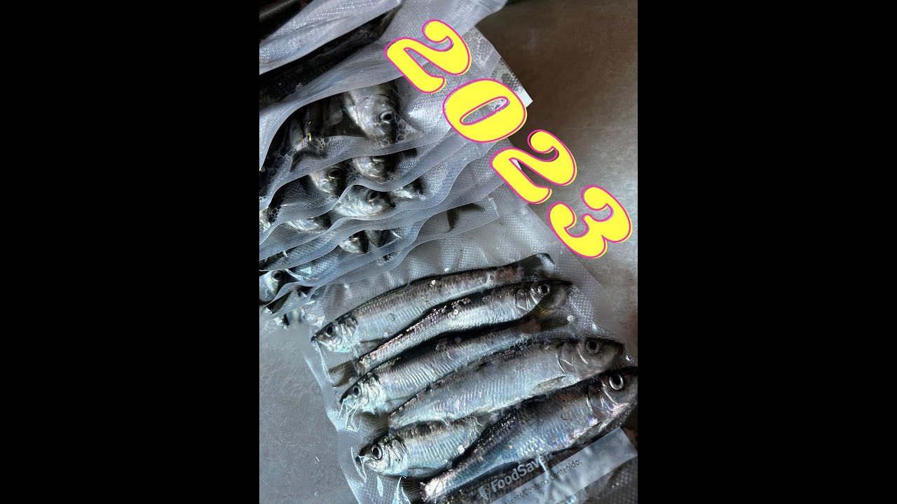Herring Run 2023 Sausalito YouTube