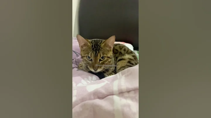 Watch the video about Sleepy Girl Cat #kitten #bengal #catlover #kucing