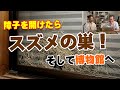 【国立科学博物館】障子を開けたらスズメの巣！そして博物館へ