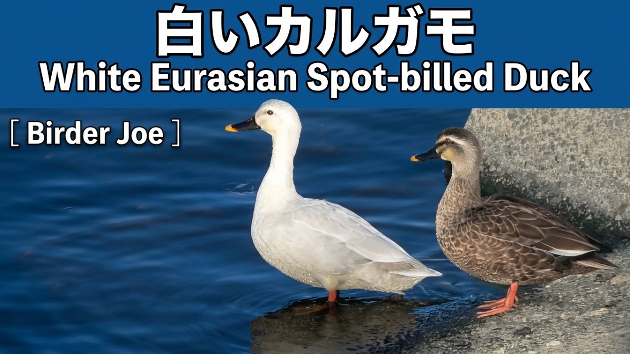 白いカルガモ おまけ付き オレンジ色の嘴カルガモ A white Eurasian