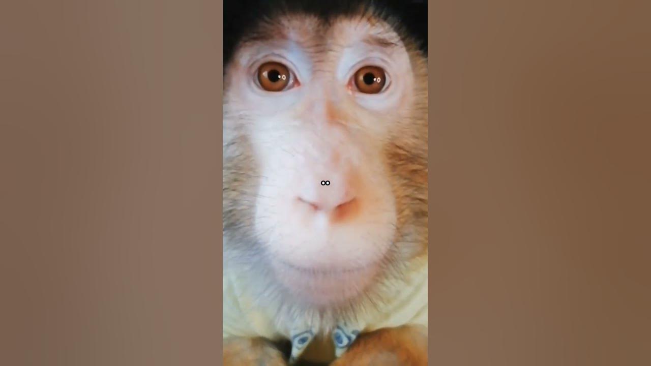 БИБИЗЯНКИ - YouTube