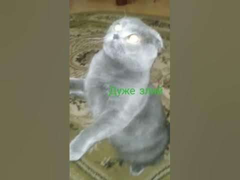 Дуже злий кіт 🐱 - YouTube